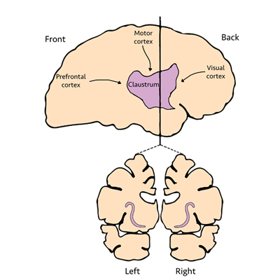 Figure 1: Claustrum Location